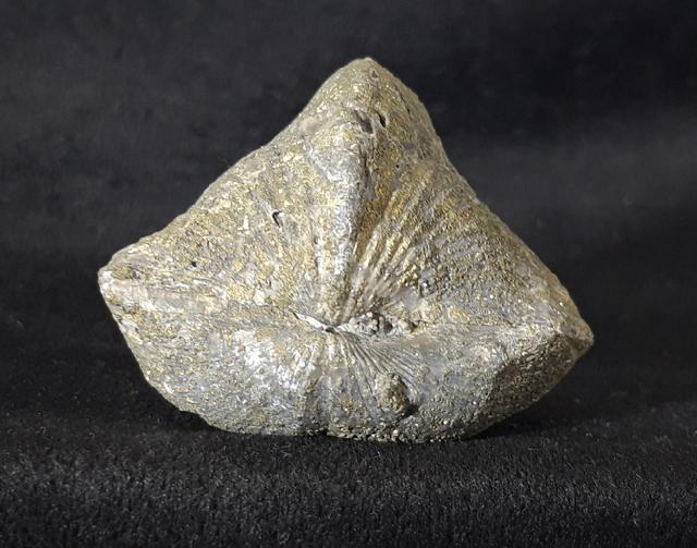 Paraspirifer bownockeri (STEWART 1927) - Bild &copy; FossNet FossilienStore